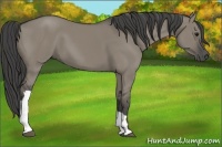 Horse Color:Smoky Grullo