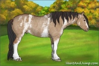 Horse Color:White Spotted Bay Dun Rabicano