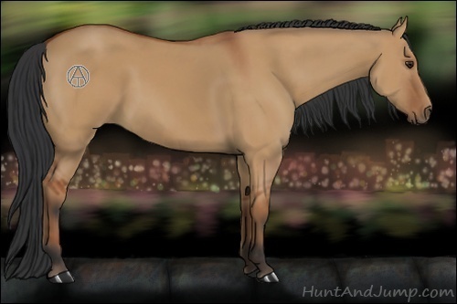 Horse Color:Bay Dun 