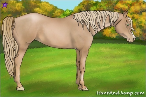 Horse Color:Chestnut Pearl