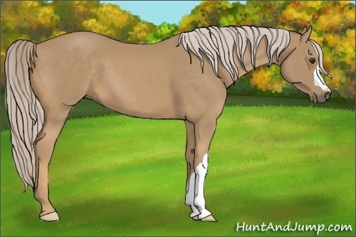 Horse Color:Palomino