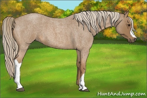 Horse Color:Palomino Roan 