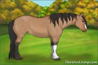 Horse Color:Bay Dun