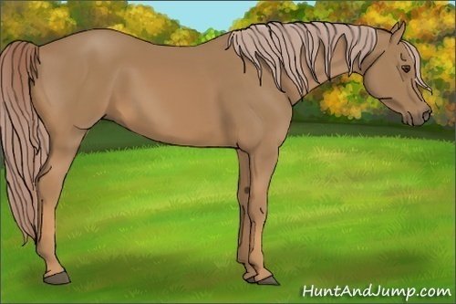 Horse Color:Palomino