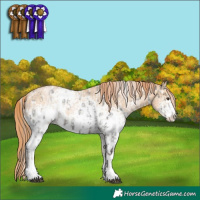 Horse Color:Liver Red Roan Sabino Appaloosa  and White Spotted Brown Snowdrop Pearl 