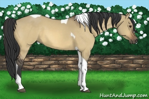 Horse Color:Buckskin Dun Tobiano 