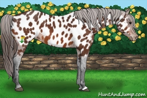 Horse Color:Bay Appaloosa 