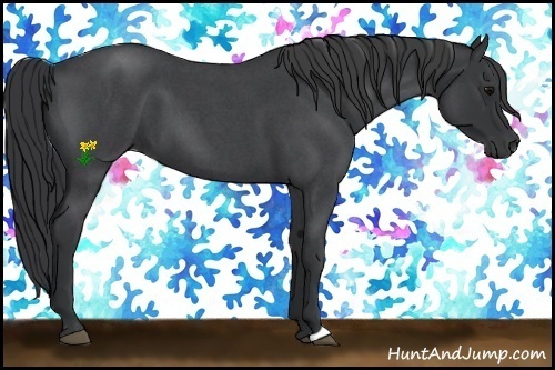 Horse Color:Blue Roan