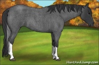 Horse Color:Blue Roan Tobiano 