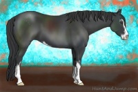 Horse Color:Black Sabino 