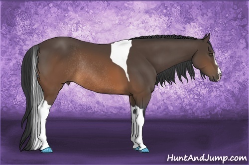 Horse Color:Brown Sabino Tobiano Rabicano 