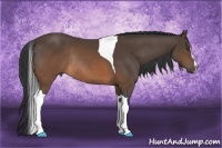 Horse Color:Brown Sabino Tobiano Rabicano