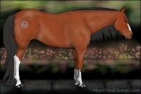 Horse Color:Bay Roan 