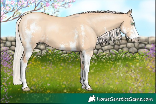 Horse Color:Silver Classic Champagne Dun Sabino 