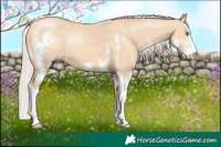 Horse Color:Silver Classic Champagne Dun Sabino 