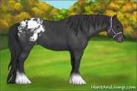 Horse Color:Black Appaloosa