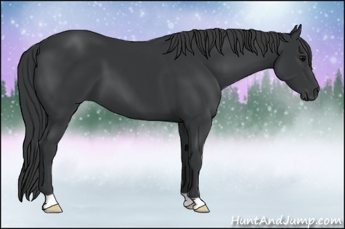 Horse Color:Black 