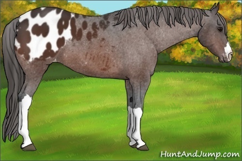 Horse Color:Bay Appaloosa 