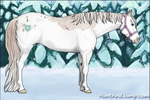 Horse Color:Chestnut Splash Appaloosa 