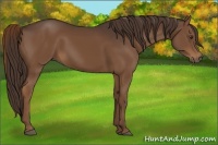 Horse Color:Liver Chestnut 