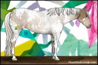 Horse Color:White Spotted Chocolate Palomino