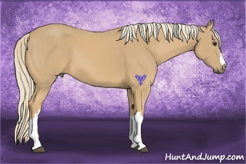 Horse Color:Palomino 