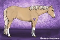 Horse Color:Palomino