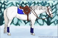 Horse Color:Gold Cream Champagne Roan Appaloosa 