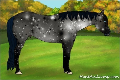 Horse Color:ERROR: UNKNOWN ANOMALY