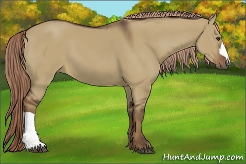 Horse Color:Liver Red Dun