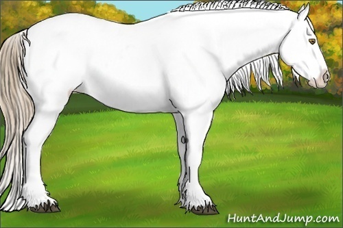 Horse Color:Liver Red Dun Pearl Appaloosa 