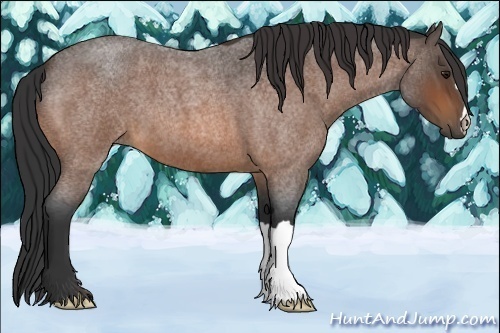 Horse Color:Bay Roan 