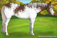 Horse Color:White Spotted Silver Bay 