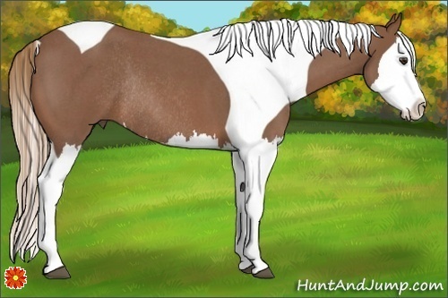 Horse Color:Red Roan Splash Tobiano Rabicano 