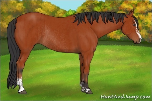 Horse Color:Bay Sabino Rabicano and Bay Sabino Rabicano