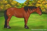 Horse Color:Bay Sabino Rabicano  and Bay Sabino Rabicano 