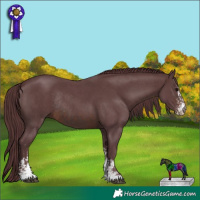 Horse Color:Chocolate Brown Sabino Rabicano and Chocolate Brown Sabino Rabicano