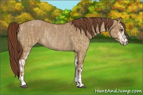 Horse Color:Red Dun Sabino Rabicano and Red Dun Sabino Rabicano