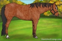 Horse Color:Bay Sabino Rabicano Brindle