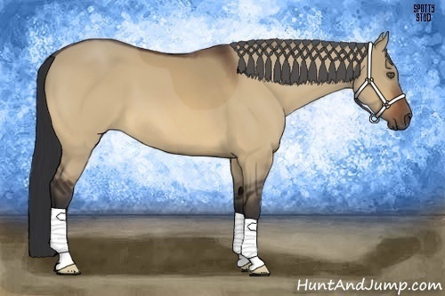 Horse Color:Bay Dun 