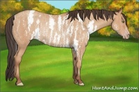 Horse Color:Amber Champagne Sabino Rabicano Brindle