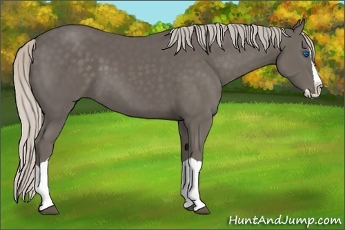 Horse Color:Silver Black Splash 