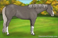 Horse Color:Silver Black Splash
