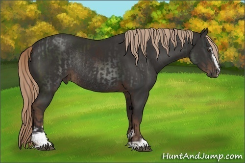 Horse Color:Liver Chestnut Sabino Rabicano  and Liver Chestnut Sabino Rabicano 