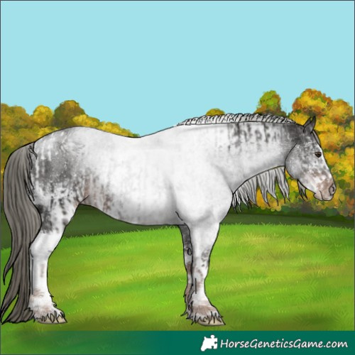 Horse Color:Liver Chestnut Mushroom Sabino Tobiano Rabicano and White Spotted Liver Chestnut Mushroom Sabino Rabicano