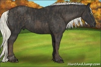 Horse Color:Liver Chestnut Sabino Rabicano Brindle