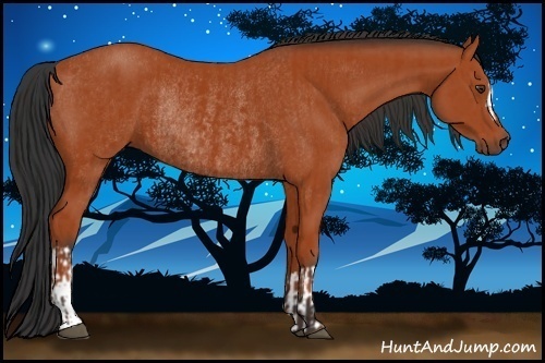 Horse Color:Bay Rabicano and Bay Rabicano