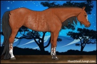 Horse Color:Bay Rabicano and Bay Rabicano