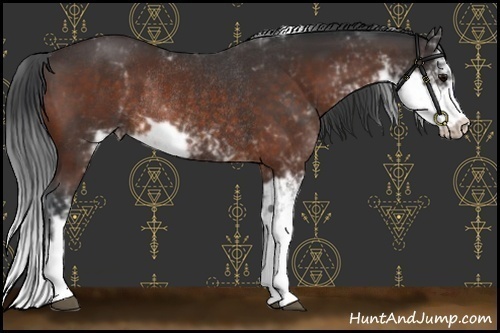 Horse Color:Bay Sabino Rabicano and Bay Sabino Rabicano