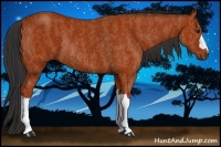 Horse Color:Bay Rabicano Brindle